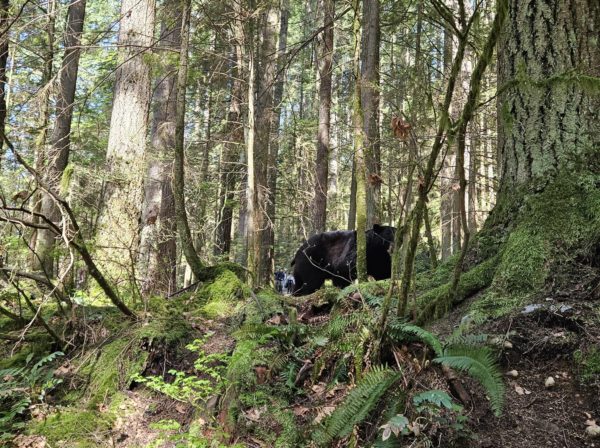 Black bear sighted in Lynn Canyon.